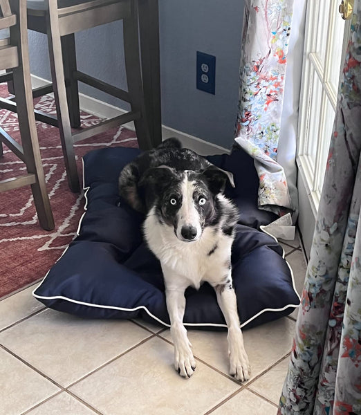 🐶 Outdoor Indoor Dog Bed Calming, Easy Clean, Vibrant Life Ruff & Tuff Pet  Dog Bed Medium, Blue