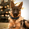 NEW Dog Collars ,Heavy Duty Military Dog Collar, Adjustable Dog Collar with Leash _mkpt44